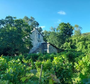 BEAU-LAYON sur LAYON - Beaulieu-sur-Layon - 4
