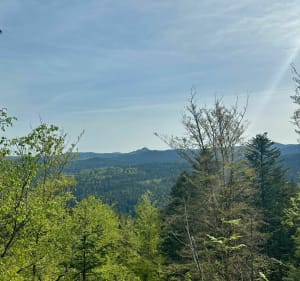 Trail Walscheid par le Hohwalsch et la Roche du Diable - Walscheid - 4