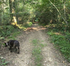 Sentier forestier du Laring - Monein - 4