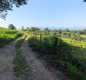 Sentier forestier du Laring - Monein - 5