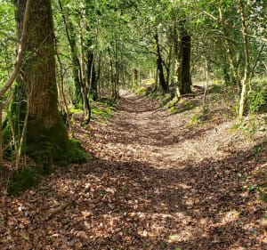 Forêt de Loudéac. centre équestre - Loudéac - 4