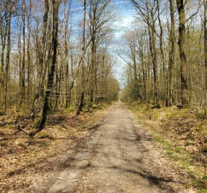 Forêt de Loudéac. centre équestre - Loudéac - 5