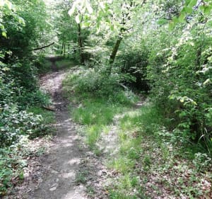 Saint Pé - Bois du Bédat - Plateau de Mousquès (en boucle ) - Saint-Pé-de-Bigorre - 5