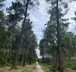 Forêt de Migelane - Martillac - 4