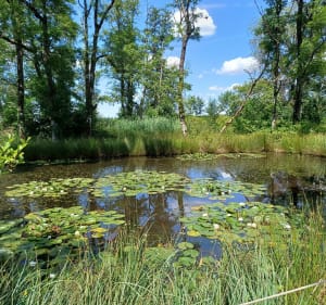 Source de la Saône - Vioménil - 3