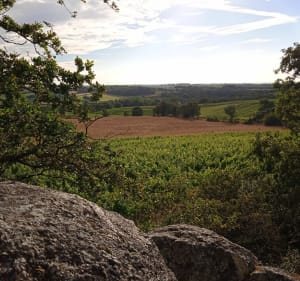 Moulin et Vignes de Beaulieu - Beaulieu-sur-Layon - 3