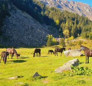 Le Petit Pic de Cazalassis - Mérens-les-Vals - 4