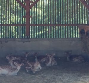 Parc animalier et Belvédères au dessus d'Annecy - Annecy - 3