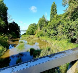 Balade ombragée en bord de Loire, en compagnie des oiseaux - Sainte-Luce-sur-Loire - 3