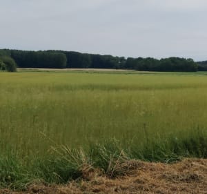 Campagne jusqu'à Tressin depuis Hellemmes - Lille - 4