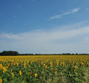 Dans les terres en Charente-Maritime - La Tremblade - 3