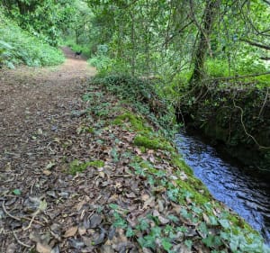 Dans les sous bois de Landudec - Landudec - 4