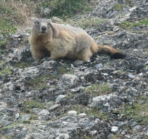 Mont Dauphin - Sentier des Marmottes - Mont-Dauphin - 3