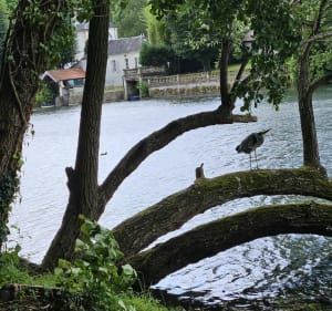 Balade sur les bords du Loiret Olivet - Olivet - 3