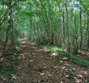 Sentier de la Sermone - Dolaincourt - 5