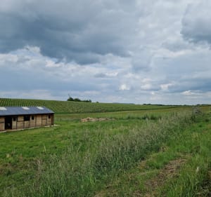 Balade au départ de Courcelles-Sapicourt - Courcelles-Sapicourt - 3