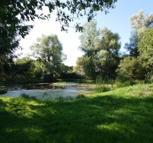 De Vennecy à L'étang de Traînou par Laizeau - Vennecy - 5
