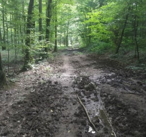 La petite boucle du parlement en forêt du Der - Frampas - 5
