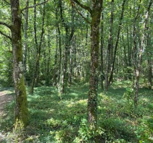 Balade entre champs et forêt - La Salvetat-Belmontet - 4
