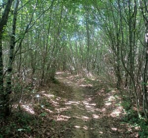 Découverte forêt Bouclans/ Nancray - Bouclans - 3