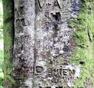 Jusqu'aux pâturages de Colondannes - Colondannes - 4