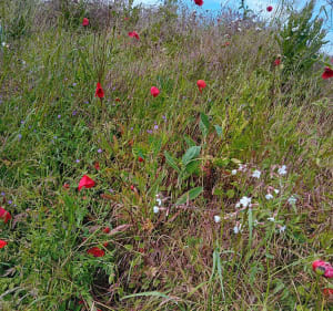 Balade dans les chemins entre les monuments historiques - Villers-Guislain - 4