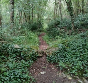 Petite boucle bois du Chay - Échillais - 3