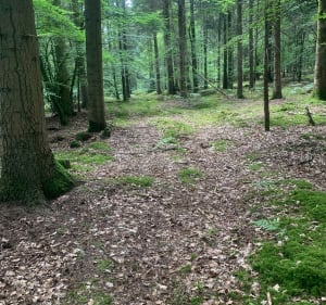 Balade forêt Perseigne - Villaines-la-Carelle - 3