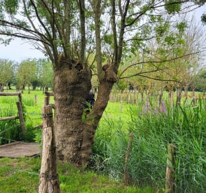 Balade tranquille dans les marais depuis Saint-Pierre-le-Vieux - Saint-Pierre-le-Vieux - 3