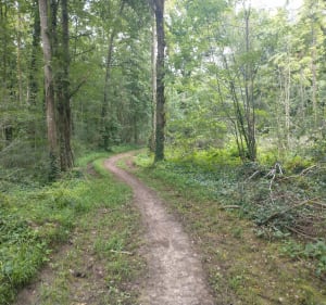 Etrechy - Vaucelas - Forêt régionale - Étréchy - 4
