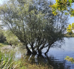 Lac de la Bultière - La Boissière-de-Montaigu - 3