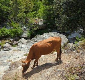 Balade dans le Tavignonu - Corte - 4