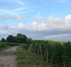 Autour de Soultz - Soultz-Haut-Rhin - 3