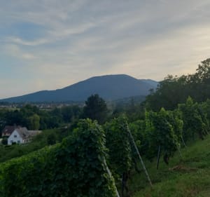 Autour de Soultz - Soultz-Haut-Rhin - 5