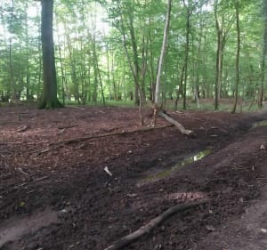 Le bois de Sus Saint Léger - Sus-Saint-Léger - 3