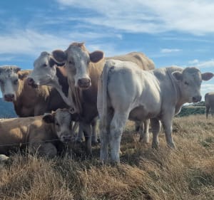 Marche ferme Pays'âne - Saint-Étienne-de-Serre - 3