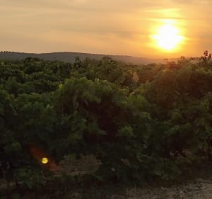 Balade dans les vignes Saint Dionisy -Sinsans - Saint-Dionisy - 4