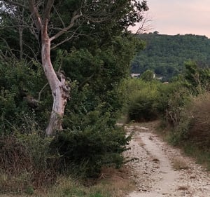 Balade dans les vignes Saint Dionisy -Sinsans - Saint-Dionisy - 5