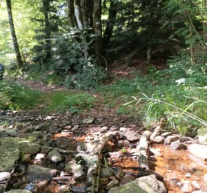 Le bois de Caux à Saint Donat - Saint-Donat - 3