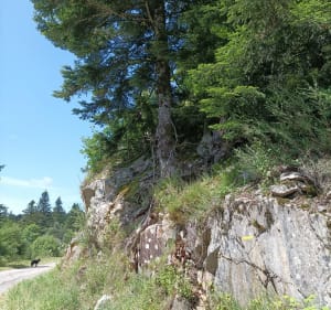 Le bois de Caux à Saint Donat - Saint-Donat - 4