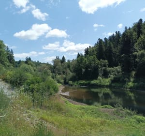 Le bois de Caux à Saint Donat - Saint-Donat - 5