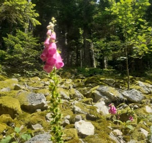 Vers Saut du Gier, Jasserine, et Crêt de la Perdrix - La Valla-en-Gier - 3