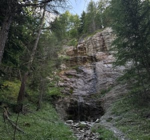 Mélèze remarquable de Bramousse - Guillestre - 4