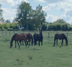Les joies de la campagne à Sandrans - Sandrans - 3