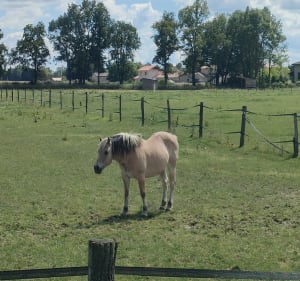 Les joies de la campagne à Sandrans - Sandrans - 4