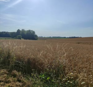 Entre Champs et sous bois à Itancourt - Itancourt - 3