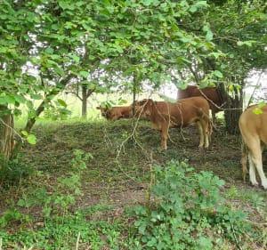 Randonnée au calme entre Veulettes et Malleville - Veulettes-sur-Mer - 4