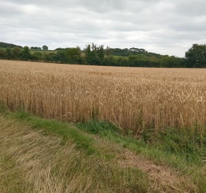 Hauteurs de Saint-Michel-en-Grève et bord du Kerdu - Saint-Michel-en-Grève - 4