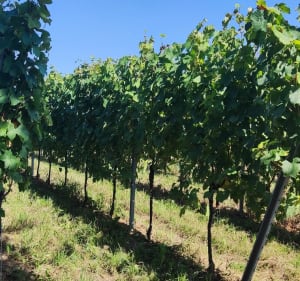 Autour de Rosheim, les vignes, Boersch, voie verte - Rosheim - 4