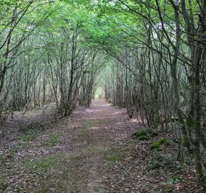Sentier du fer à Bérulle - Bérulle - 4